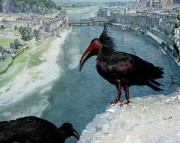 Thumbs/tn_057 Der Waldrapp 11022004.jpg